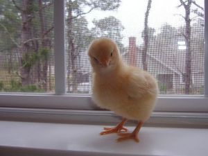 2085951153_42dfcf6b07