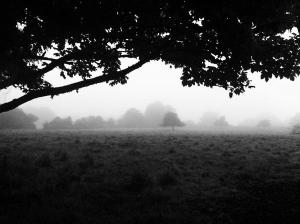 morning-fog-emerging-from-trees-112_l