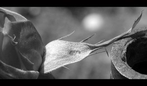 3244726198_2305391d2c_z