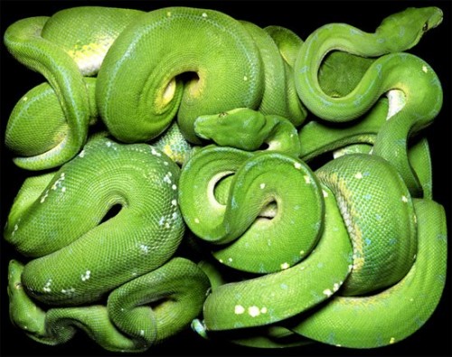 big-green-snake-500x395