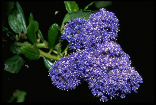 CEANOTHUS_ARBOREUS__2
