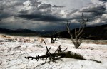 Dead_trees_at_Mammoth_Hot_Springs_1