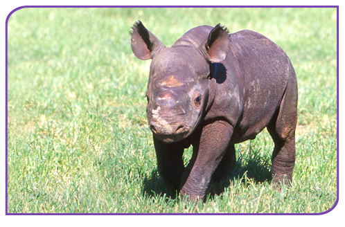 black-rhino