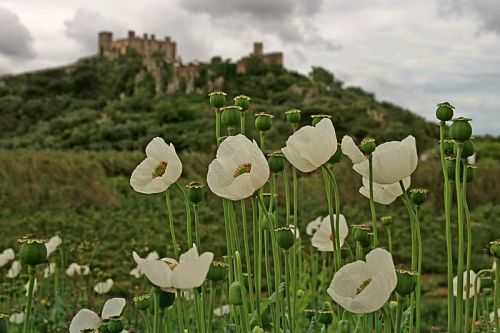 2493112504_84efbcc11b_o