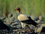 king-vulture_595_600x450