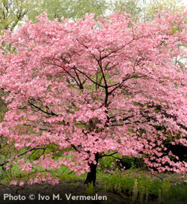 Pink-Dogwood_1