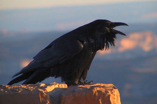 common_raven_calling_nps