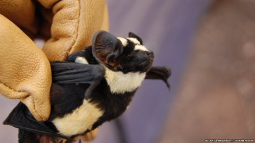 _66928245_niumbahasuperbalarge1