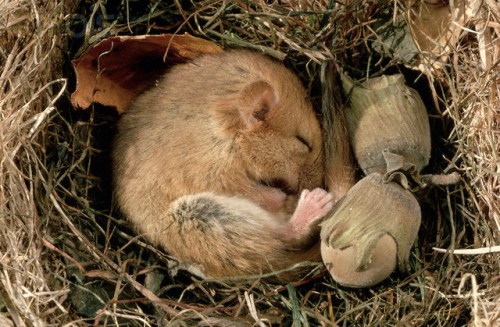 Dormouse Sleeping in Nest
