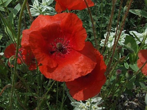 papaver_rhoea