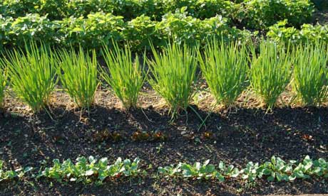 Rows of vegetables on an allotment