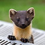 Wild pine marten in Scotland