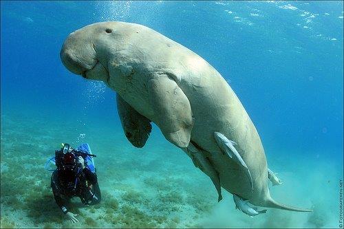 dugong