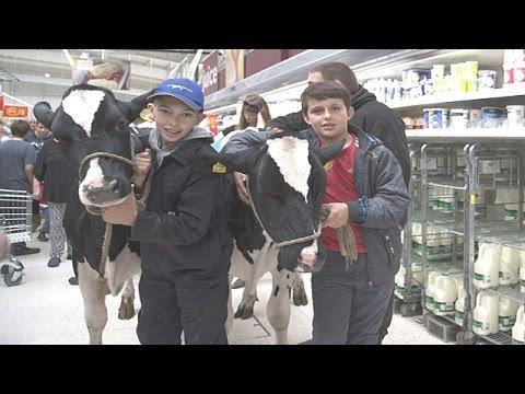 boys with cows dairy protest