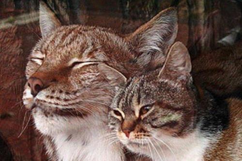 cat and lynx