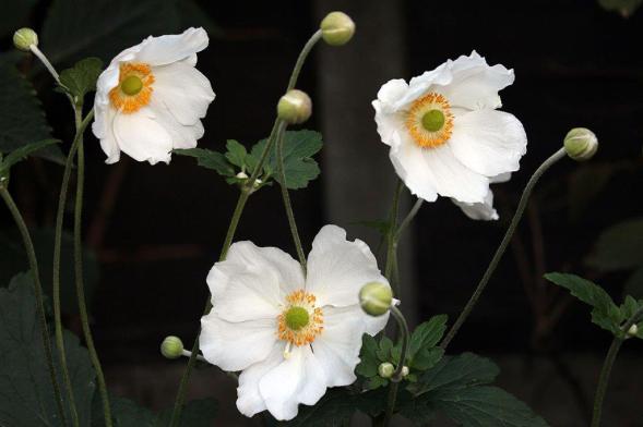 white japanese anemones