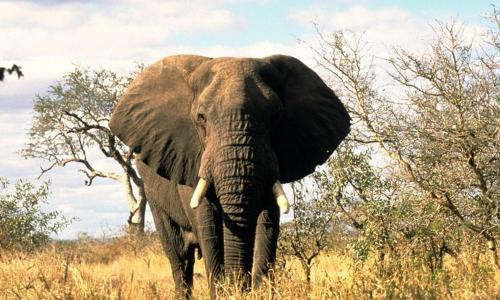 African-Elephant_08.23.2012_Help