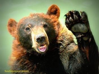 5846303545_Bear20Wave_xlarge