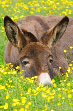 dozing donkey