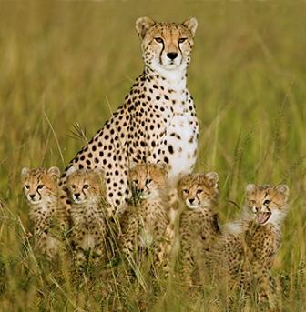 cheetah_family