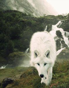 white wolf62e3ef8417b4ed8945e792ee38ca039