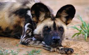 wild dogdownload (4)