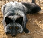 silver-fox3f8cccd706961c753572f12e6d713d7